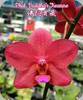 Phal. Buddhas Treasure